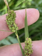 Carex torreyi
