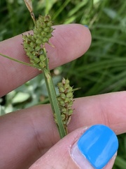 Carex torreyi