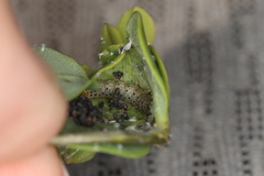 Anacampsis lupinella