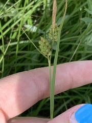 Carex torreyi