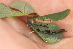 Anacampsis lupinella
