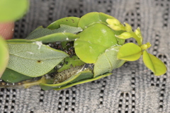Anacampsis lupinella