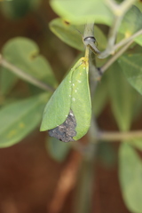 Anacampsis lupinella