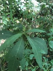 Verbesina walteri