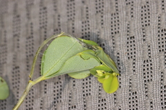 Anacampsis lupinella