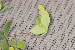 Anacampsis lupinella