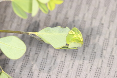 Anacampsis lupinella