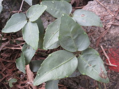Tetrastigma hemsleyanum