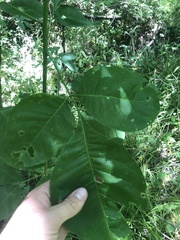 Ptelea trifoliata mollis