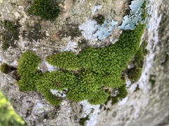 Syntrichia papillosa