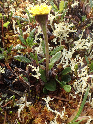 Image of Tephroseris frigida by no rights reserved