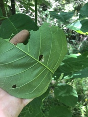 Ptelea trifoliata mollis