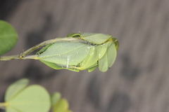 Anacampsis lupinella
