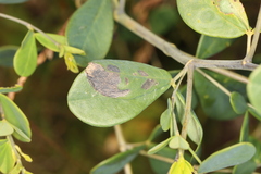Anacampsis lupinella