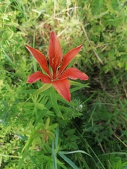 Lilium pensylvanicum