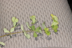 Anacampsis lupinella
