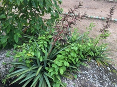 Hohenbergia catingae