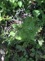 Trepocarpus aethusae