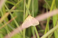 Sitochroa dasconalis