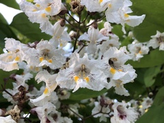 Catalpa speciosa