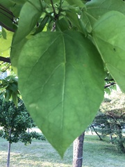 Catalpa speciosa