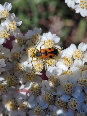 Anastrangalia laetifica