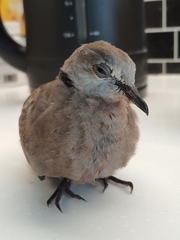 Streptopelia tranquebarica humilis