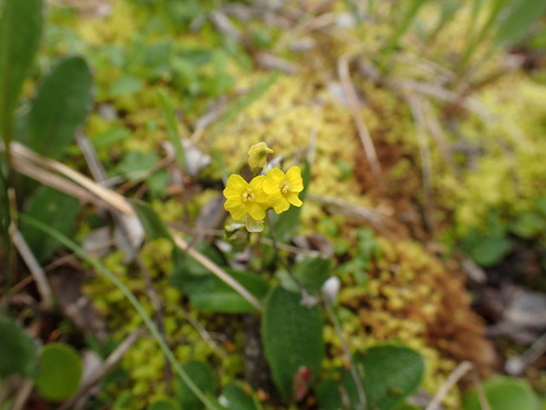 Image of Draba ogilviensis by no rights reserved