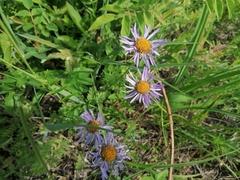 Aster alpinus