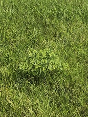 Baptisia alba macrophylla