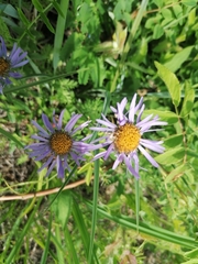 Aster alpinus