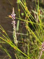 Polygala appendiculata