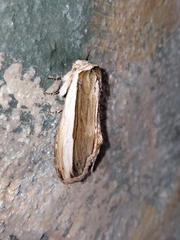 Truncaptera truncata