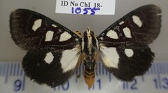 Mimeusemia econia