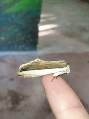 Truncaptera truncata