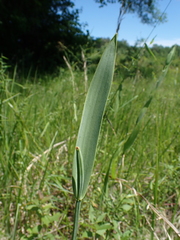 Cleistesiopsis bifaria