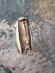 Truncaptera truncata