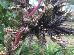 Hohenbergia catingae