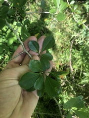 Crataegus berberifolia