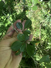 Crataegus berberifolia