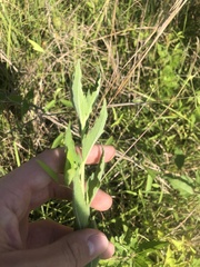 Brickellia eupatorioides texana