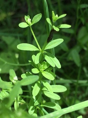 Galium tinctorium