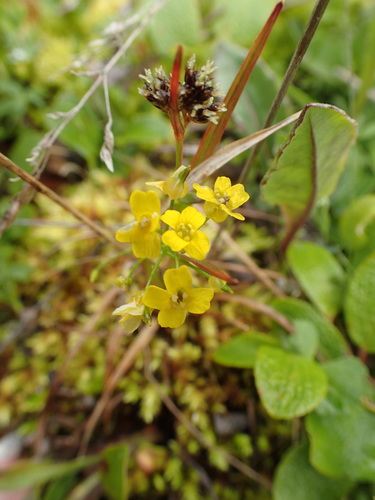 Image of Draba ogilviensis by no rights reserved