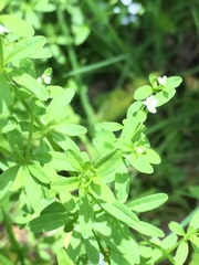 Galium tinctorium