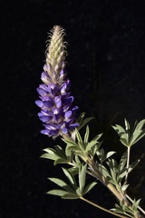 Lupinus lepidus sellulus