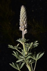 Lupinus lepidus sellulus