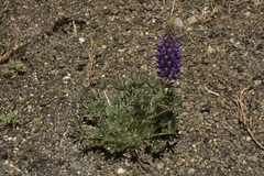 Lupinus lepidus sellulus