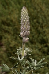 Lupinus lepidus sellulus