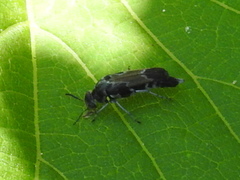 Glipa hilaris