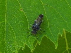 Glipa hilaris
